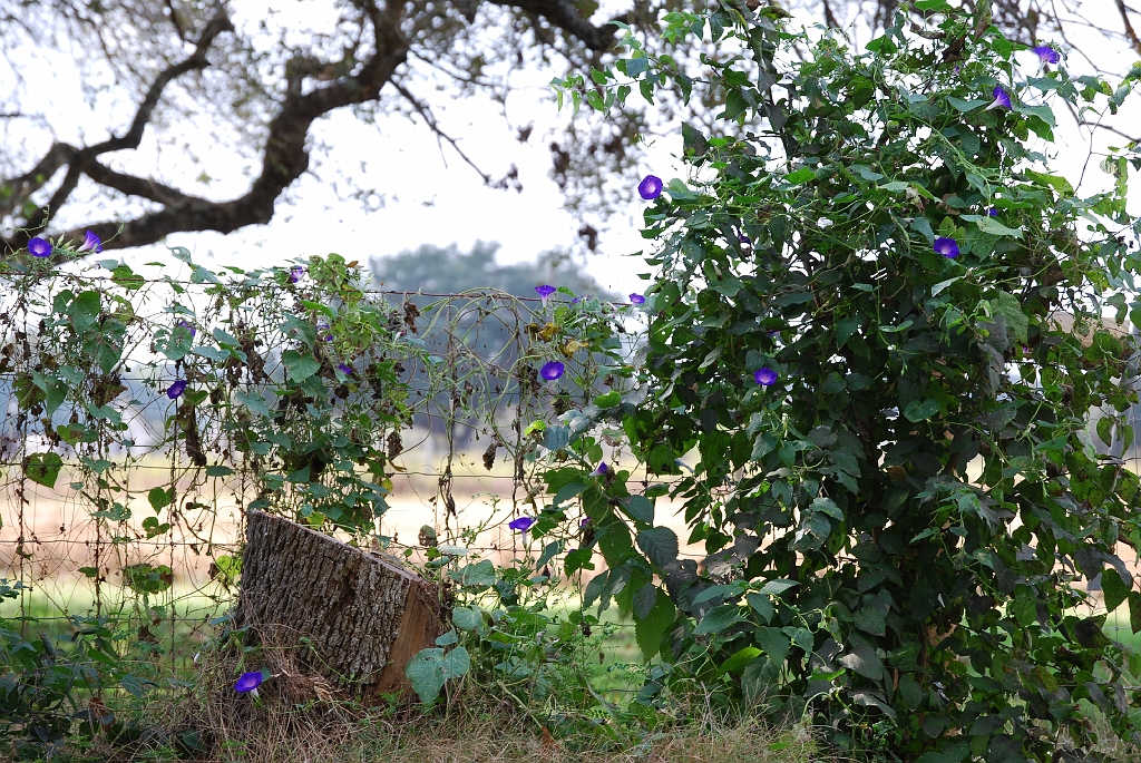 purple_flower_fence1.JPG