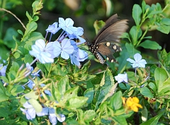 butterfly_awsome.crop
