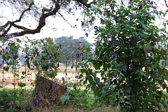 purple_flower_fence1